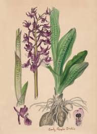 Attēlu rezultāti vaicājumam “Orchis mascula flower”