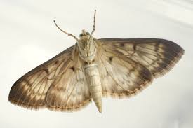 Attēlu rezultāti vaicājumam “Pleuroptya ruralis”