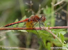 Attēlu rezultāti vaicājumam “Sympetrum flaveolum”