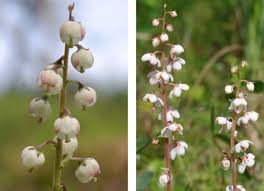 Attēlu rezultāti vaicājumam “Pyrolaceae”