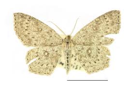 Attēlu rezultāti vaicājumam “Cyclophora pendularia”