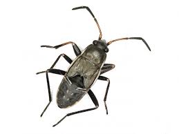 Image result for Rhyparochromus