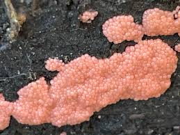 Attēlu rezultāti vaicājumam “Stemonitopsis typhina young”