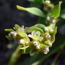 Attēlu rezultāti vaicājumam “Polygonum aviculare flower”
