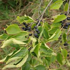 Attēlu rezultāti vaicājumam “Rhamnus cathartica fruit”