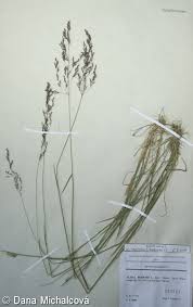 Attēlu rezultāti vaicājumam “Agrostis canina”