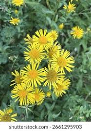 Attēlu rezultāti vaicājumam “Inula salicina leaf”