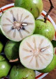 Attēlu rezultāti vaicājumam “Cynosurus cristatus fruit”