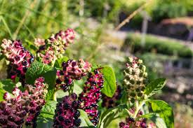 Attēlu rezultāti vaicājumam “Phytolaccaceae”