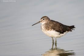 Attēlu rezultāti vaicājumam “Tringa ochropus”