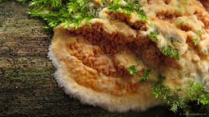 Attēlu rezultāti vaicājumam “Leucogyrophana sororia”