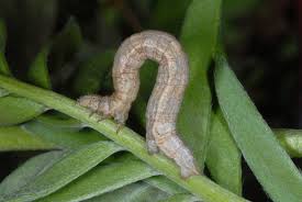 Attēlu rezultāti vaicājumam “Siona lineata”