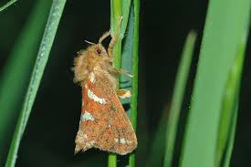 Attēlu rezultāti vaicājumam “Phymatopus hecta”