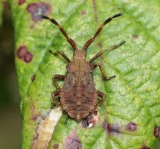 Attēlu rezultāti vaicājumam “Coreus marginatus nymph”