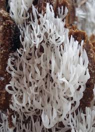 Attēlu rezultāti vaicājumam “Lentaria”