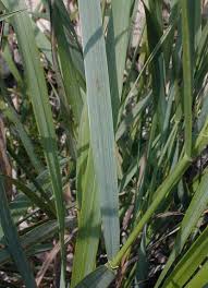 Attēlu rezultāti vaicājumam “Elytrigia repens leaf”