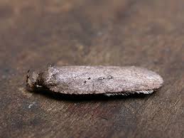 Attēlu rezultāti vaicājumam “Agonopterix heracliana”