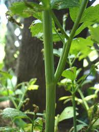 Attēlu rezultāti vaicājumam “Levisticum officinale”