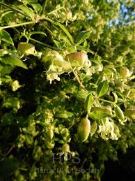 Attēlu rezultāti vaicājumam “Silene x arkwrightii Vesuvius flower”