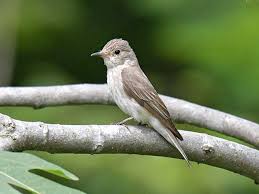 Attēlu rezultāti vaicājumam “Muscicapa striata”