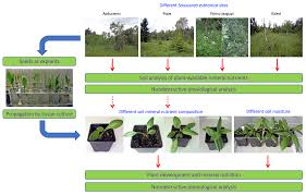 Attēlu rezultāti vaicājumam “Saussurea esthonica flower”