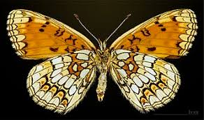 Attēlu rezultāti vaicājumam “Mellicta athalia upperside”