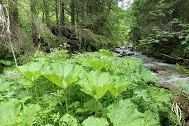 Attēlu rezultāti vaicājumam “Poa remota”