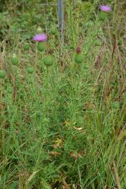 Attēlu rezultāti vaicājumam “Cirsium vulgare”