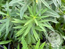 Attēlu rezultāti vaicājumam “Cribraria atrofusca stalked”