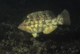 Image result for Labrus bergylta