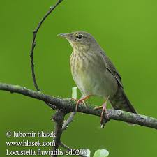 Image result for Locustella fluviatilis