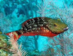 Image result for Sparisoma rubripinne