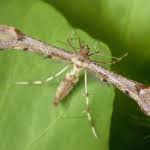 Attēlu rezultāti vaicājumam “Platyptilia gonodactyla”