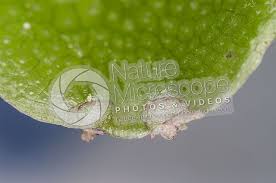 Attēlu rezultāti vaicājumam “Conocephalum conicum”