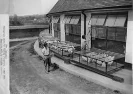 Image result for Abbots Langley Cricket Club