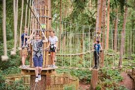 Image result for Go Ape! Alice Holt