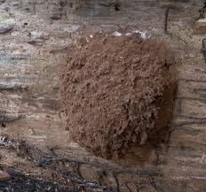 Attēlu rezultāti vaicājumam “Fuligo leviderma spores”