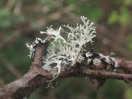 Attēlu rezultāti vaicājumam “Evernia prunastri”