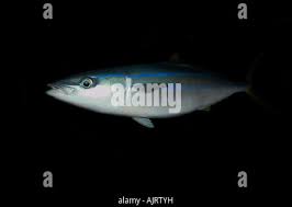 Image result for Elagatis bipinnulata