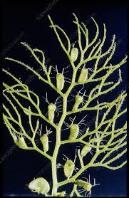 Attēlu rezultāti vaicājumam “Utricularia vulgaris”