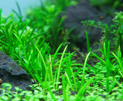 Attēlu rezultāti vaicājumam “Plantago uniflora”