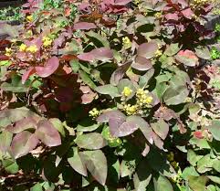 Attēlu rezultāti vaicājumam “Mahonia aquifolium”