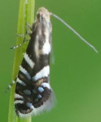 Attēlu rezultāti vaicājumam “Glyphipterigidae”