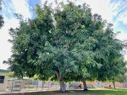 Attēlu rezultāti vaicājumam “Juglans”