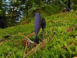 Attēlu rezultāti vaicājumam “Geoglossum sp.”