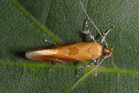 Attēlu rezultāti vaicājumam “Epicallima formosella”