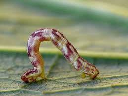 Attēlu rezultāti vaicājumam “Eupithecia centaureata”