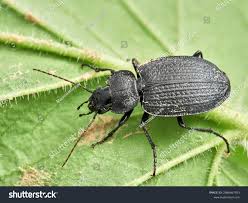 Attēlu rezultāti vaicājumam “Carabidae”