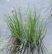 Attēlu rezultāti vaicājumam “Butomaceae”