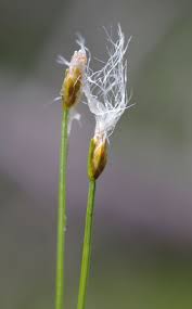 Attēlu rezultāti vaicājumam “Trichophorum alpinum”